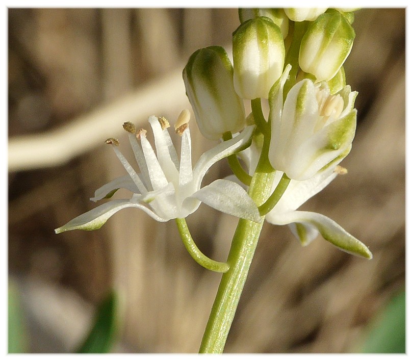 Prospero autumnale (Asparagaceae)